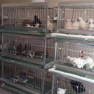 قفس مرغ و خروس