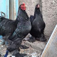 نیمچه بلک 7ماه