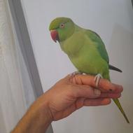 طوطی ملنگو فوق رام