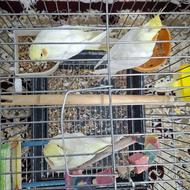 عروس هلندی مولد