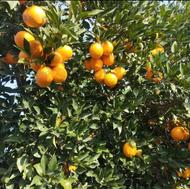 پرتقال خونی سر درختی