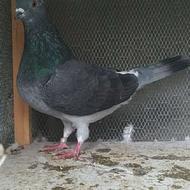 کبوتر نر پرشی بند زده