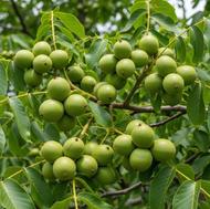 فروش انواع نهال های مثمر و غیر مثمر