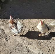 خروس گلین ،سفید و طوسی