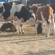 فروش گوساله  میدان دام بندرترکمن