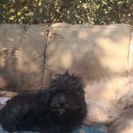 واگذاری رایگان سگ تریر