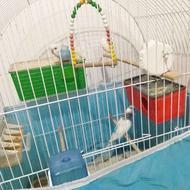 فروش مرغ عشق