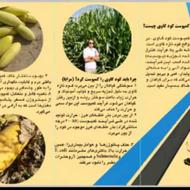 فروش کود کشاورزی بهترین کیفیت برای موز و هندوانه