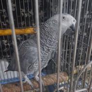 خریدار کاسکو