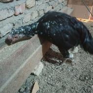 مرغ لاری غول تاج معاوضه