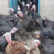 بوقلمون درجه یک