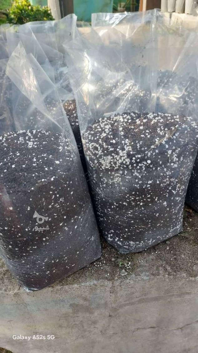 تولیدی خاک رویش سبز