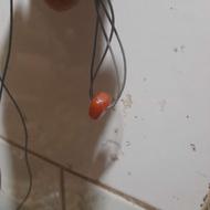 نگین سوراخ دار