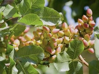 1000 متر باغ پسته در روستا کردلر