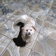 سگ پاکوتاه اسمش فسقلی هست واگذاری