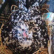 خروس گلین زیبا جادار مطمئن