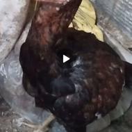 جوجه لاری 4ماهه خروس .معاوضه هم دارم