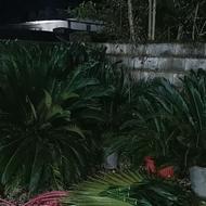 همه جوان سالم پر پشت فقط کدوم خشگل بزرگ بخوره دمه آپارتمانا