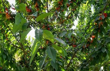 فروش 500 متر باغ گیلای وآلبالو