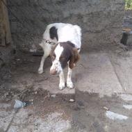 والگذاری سگ شکاری