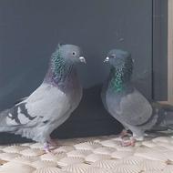 کبوتر پرشی سالم