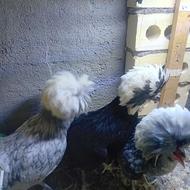 3 عدد مرغ لهستانی تخمگذار، و 5 عدد طاقچه گلپایگان