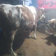 یک راس گاو سیمینتال 8ماه آبستن بفروش میرسد