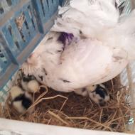 جوجه گلین اصل