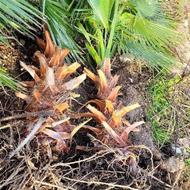 تعدادی پالم بزرگ کنده شده