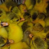 بچه غاز سه روزه