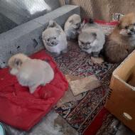 سگ پاکوتاه پامر واگذار