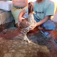 مرغ لاری تاج مهر