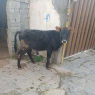 فروش 5راس گوساله نرماده دورگ محلی سالم