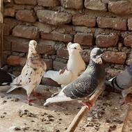 فروش کبوتر پرشی و تزئینی