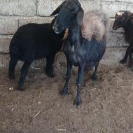 گوسفند وره مار آبستن بره نر