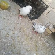 دو عدد کبوتر پرشی