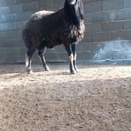 قوچ جوان کاربلد