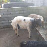 گوسفند نر یکساله یک یک