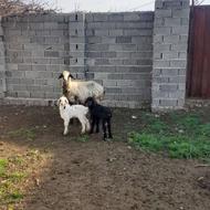 گوسفند بره دوقلو