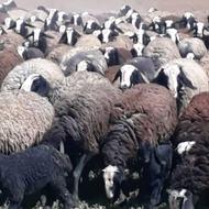 ارسال و فروش میش و بره و قوچ شالی اصیل