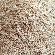 فروش تخم نارنج