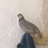 کبک. ماده. خانگی..