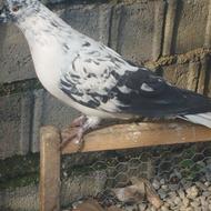 جوجه کبوتر نر هست و سالم