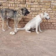 واگذاری سگ گله ای درجه یک