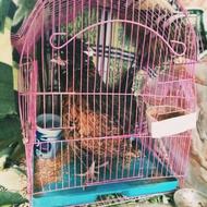 مرغ لهستانی تخمگذار