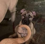 دوعدد توله ماده سرابی