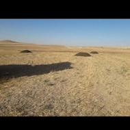 کودحیوانی پهن