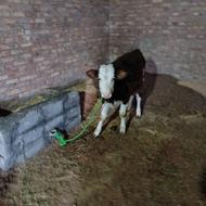 گوساله ماده سیمینتال درجه یک