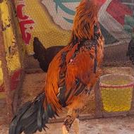 خروس لاری شامو انگلیسی