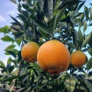 پرتغال تامسون و خونی